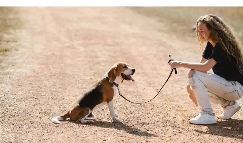 Can-Beagles-Go-Off-Leash