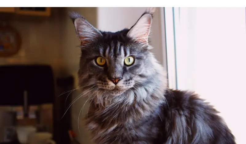 how-to-discipline-maine-coon